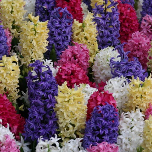 Hyacinth Bulbs - Bedding Mixed